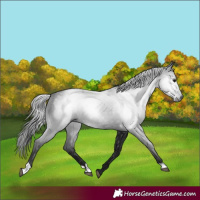 Horse Color:Gray Black 