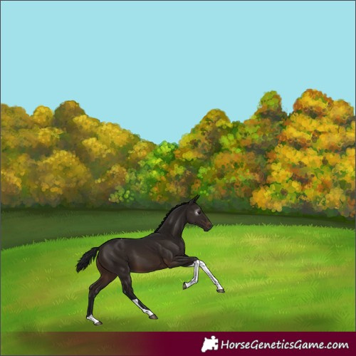 Horse Color:Gray Brown Tobiano Rabicano 
