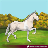 Horse Color:Cremello Splash Tobiano