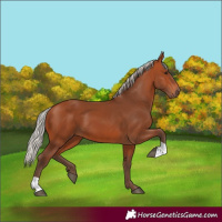 Horse Color:Silver Bay 