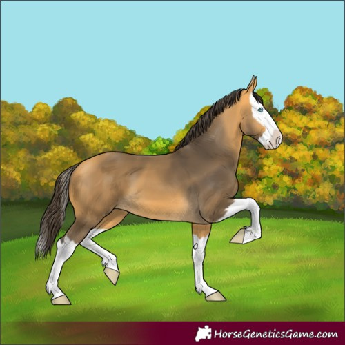 Horse Color:Buckskin Splash 
