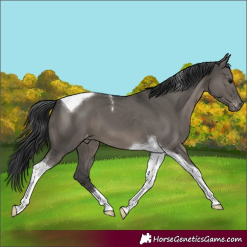 Horse Color:Grullo Tobiano Appaloosa 