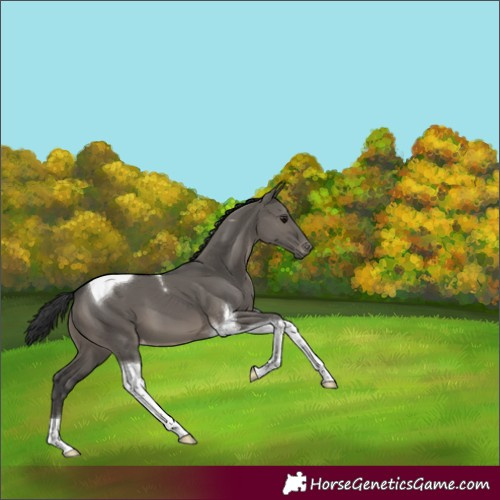 Horse Color:Grullo Tobiano Appaloosa 