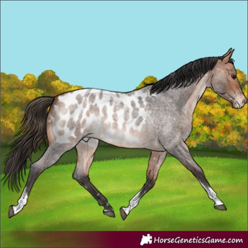 Horse Color:Bay Roan Tobiano Appaloosa Rabicano 