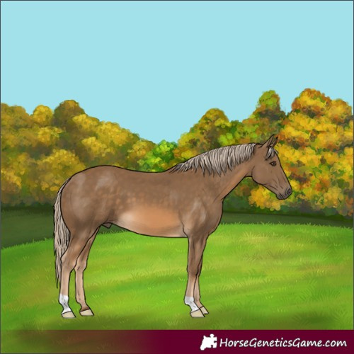 Horse Color:Chocolate Palomino