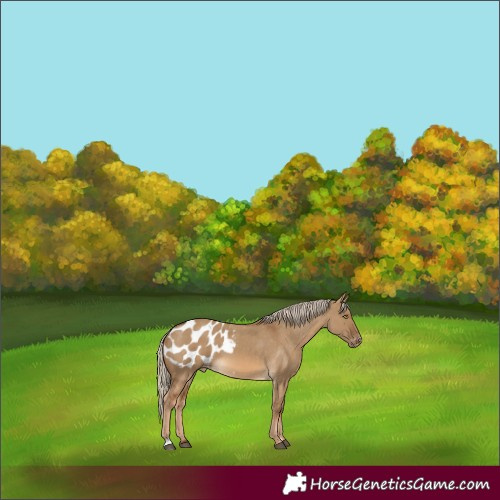 Horse Color:Chocolate Palomino Dun Appaloosa 