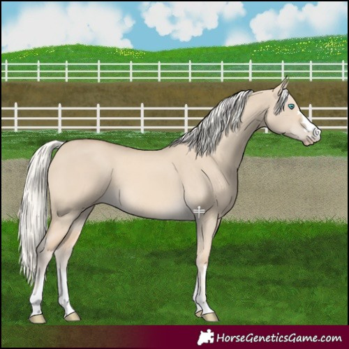 Horse Color:Cremello Dun