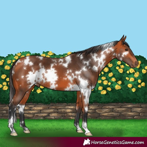 Horse Color:White Spotted Bay 