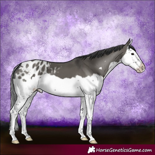 Horse Color:Grullo Splash Frame Appaloosa 
