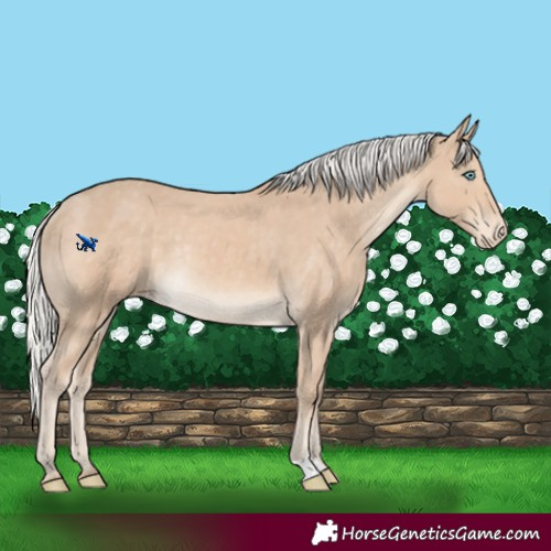 Horse Color:Silver Smoky Creme Appaloosa Rabicano