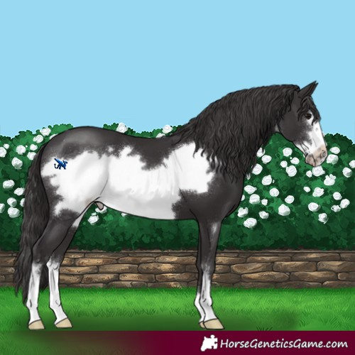 Horse Color:Smoky Black Sabino Frame 