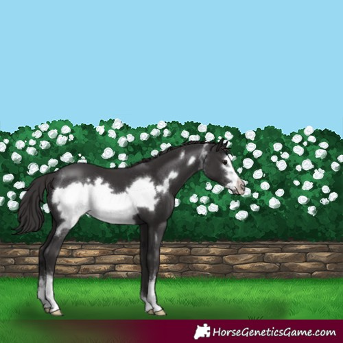 Horse Color:Smoky Black Sabino Frame 