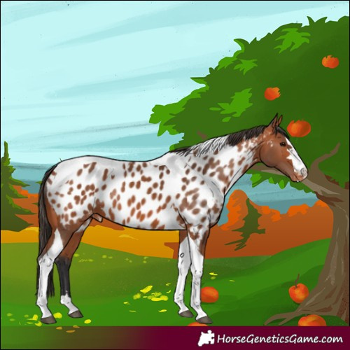 Horse Color:Bay Tobiano Near Leopard