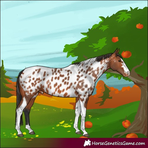 Horse Color:Bay Tobiano Appaloosa 