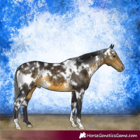 Horse Color:White Spotted Buckskin