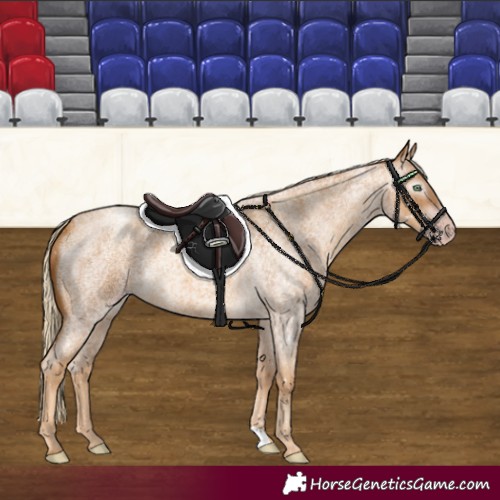 Horse Color:Gray Gold Cream Champagne Roan 