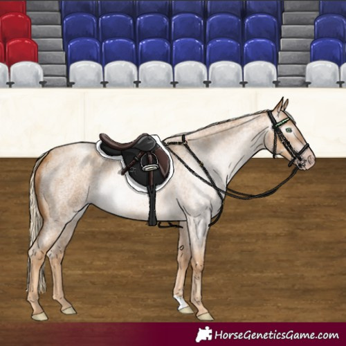 Horse Color:Gray Gold Cream Champagne Roan 