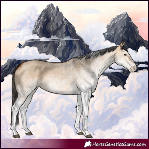 Horse Color:White Spotted Bay Dun 