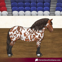 Horse Color:Bay Near Leopard