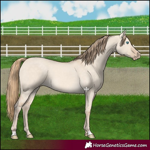 Horse Color:Perlino Dun 