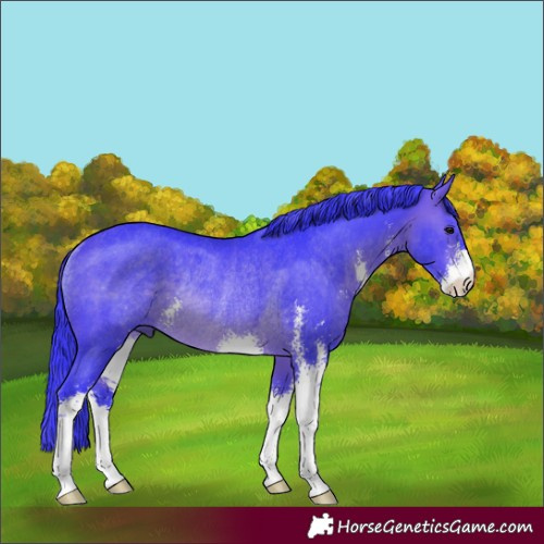 Horse Color:Watercolor Brown Sabino Rabicano