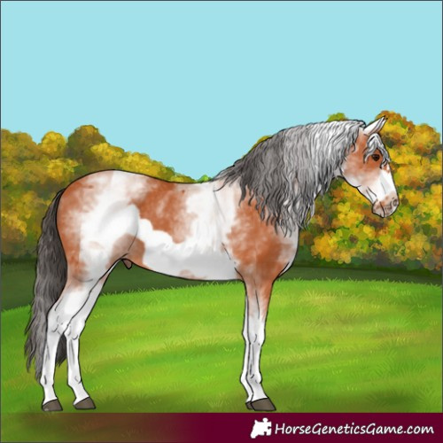 Horse Color:White Spotted Bay Frame