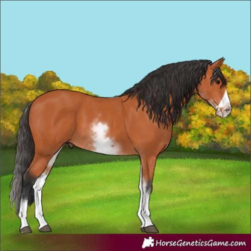 Horse Color:White Spotted Bay Frame