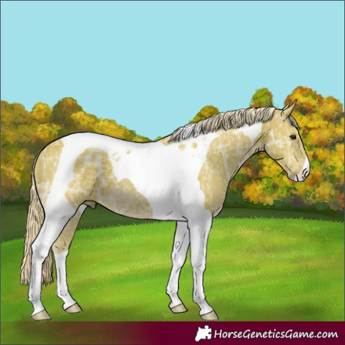 Horse Color:Watercolor Chocolate Palomino Ice Tobiano