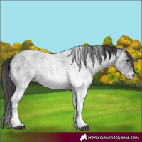 Horse Color:White Spotted Blue Roan