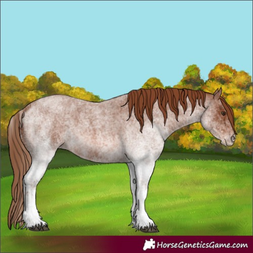 Horse Color:White Spotted Red Roan