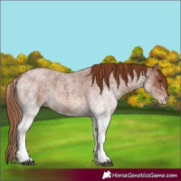 Horse Color:White Spotted Red Roan 