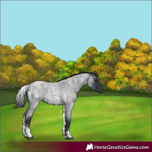 Horse Color:White Spotted Blue Roan 