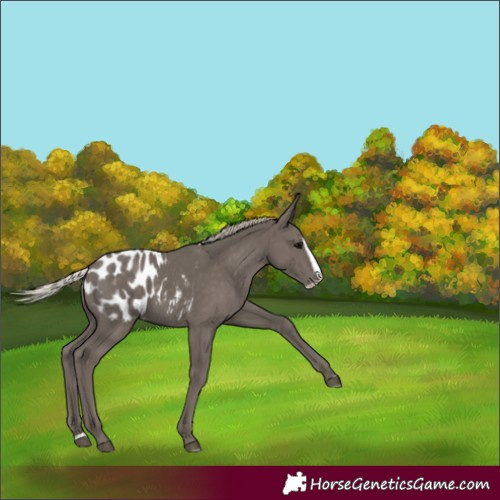 Horse Color:Silver Black Splash Appaloosa 