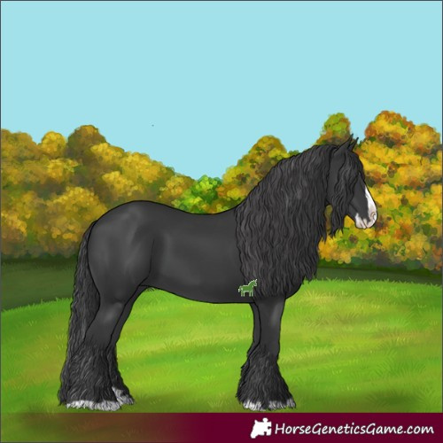 Horse Color:Black Splash 