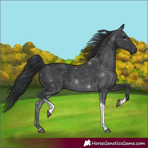 Horse Color:Unknown 