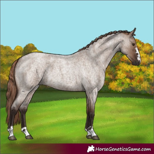 Horse Color:Liver Red Dun Roan