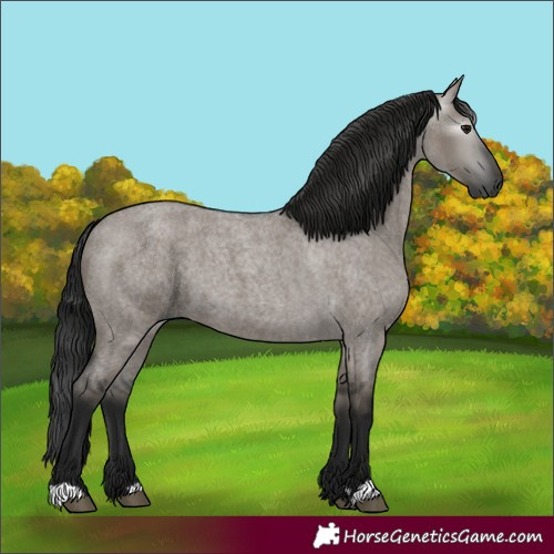 Horse Color:Gray Grullo Roan 