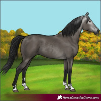 Horse Color:Gray Grullo 