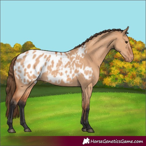 Horse Color:Bay Dun Appaloosa 