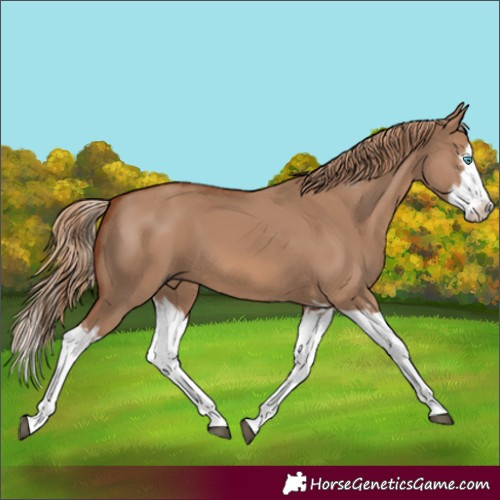 Horse Color:Red Dun Splash and Red Dun Splash