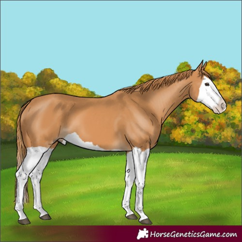 Horse Color:Chestnut Splash 
