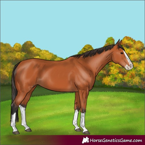 Horse Color:Bay Splash