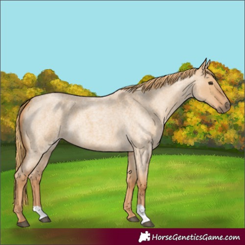 Horse Color:Red Dun Roan 