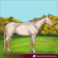 Horse Color:Red Dun Roan