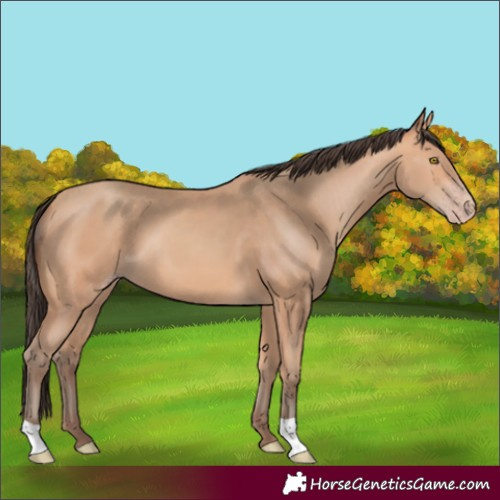Horse Color:Amber Champagne