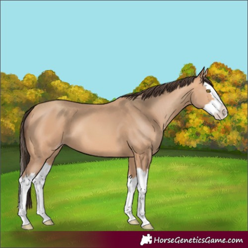 Horse Color:Amber Champagne Splash