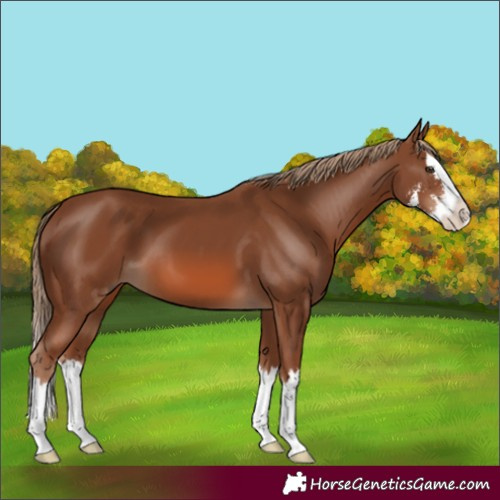 Horse Color:Chestnut Sabino Splash