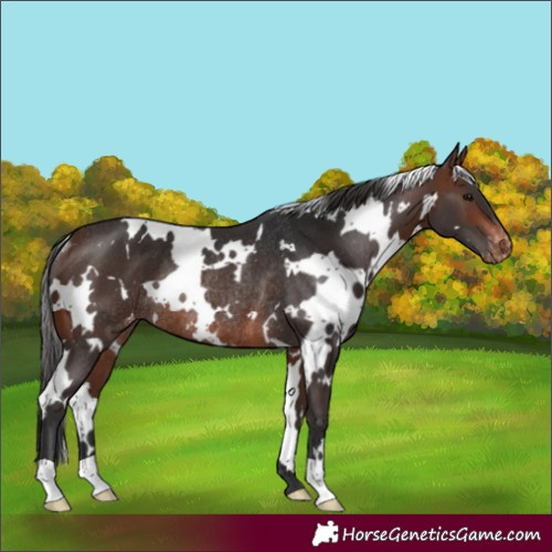 Horse Color:White Spotted Brown Appaloosa Rabicano