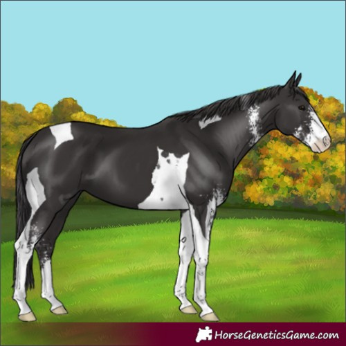 Horse Color:Smoky Black Sabino Tobiano 