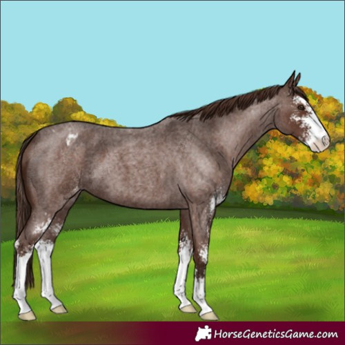 Horse Color:Liver Red Roan Sabino Appaloosa